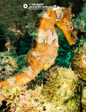 Diving trip to Acapulco