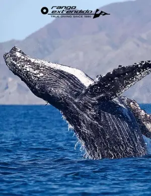 Diving trip to Magdalena Bay