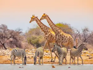 Fauna marina y expediciones de buceo en África