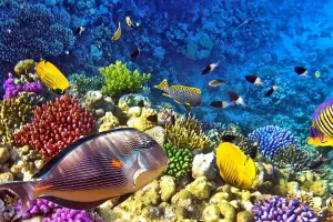 Diving trip to Indonesia: Raja Ampat and Lembeh