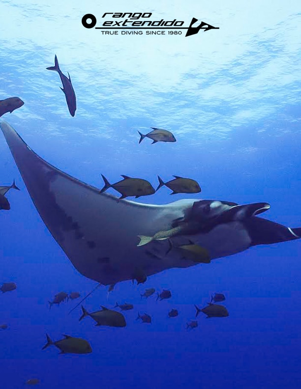Expedición de buceo a Revillagigedo: mantas gigantes, tiburones y el Galápagos mexicano
