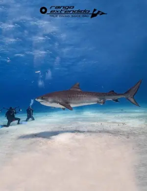 Diving trip to Bahamas Tiger Beach