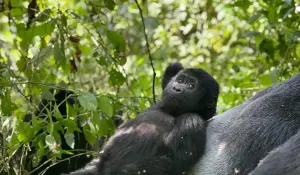 Gorillas in Uganda