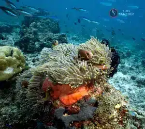 Diving trip to the Red Sea, Egypt
