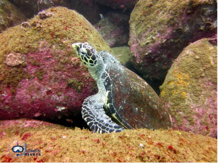 Buceo en Acapulco: La Roqueta, un barco hundido y tres nuevos buzos