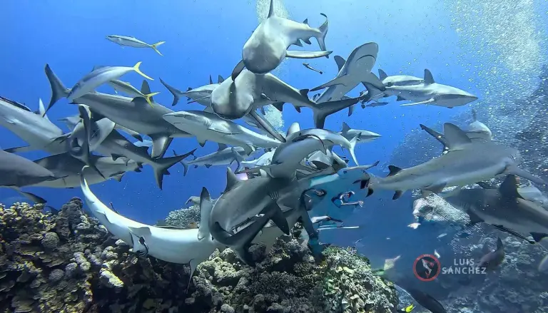 Expedición de buceo a Australia: Gran Barrera de Coral, caballitos dragón y un tiburón blanco