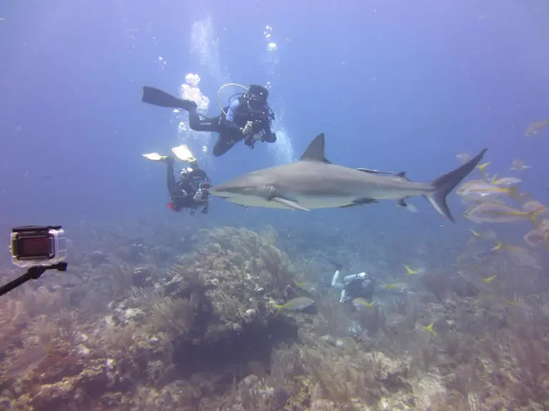 Expedición de buceo a Belice: tiburones, el Gran Agujero Azul y el sabor de San Pedro
