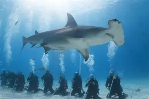Diving trip to Bimini: giant hammerhead sharks