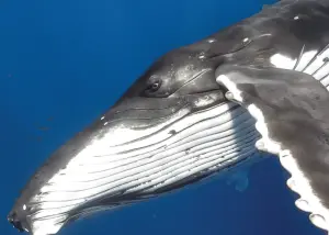 Trip to Moorea and Fiji: humpback whales and sharks